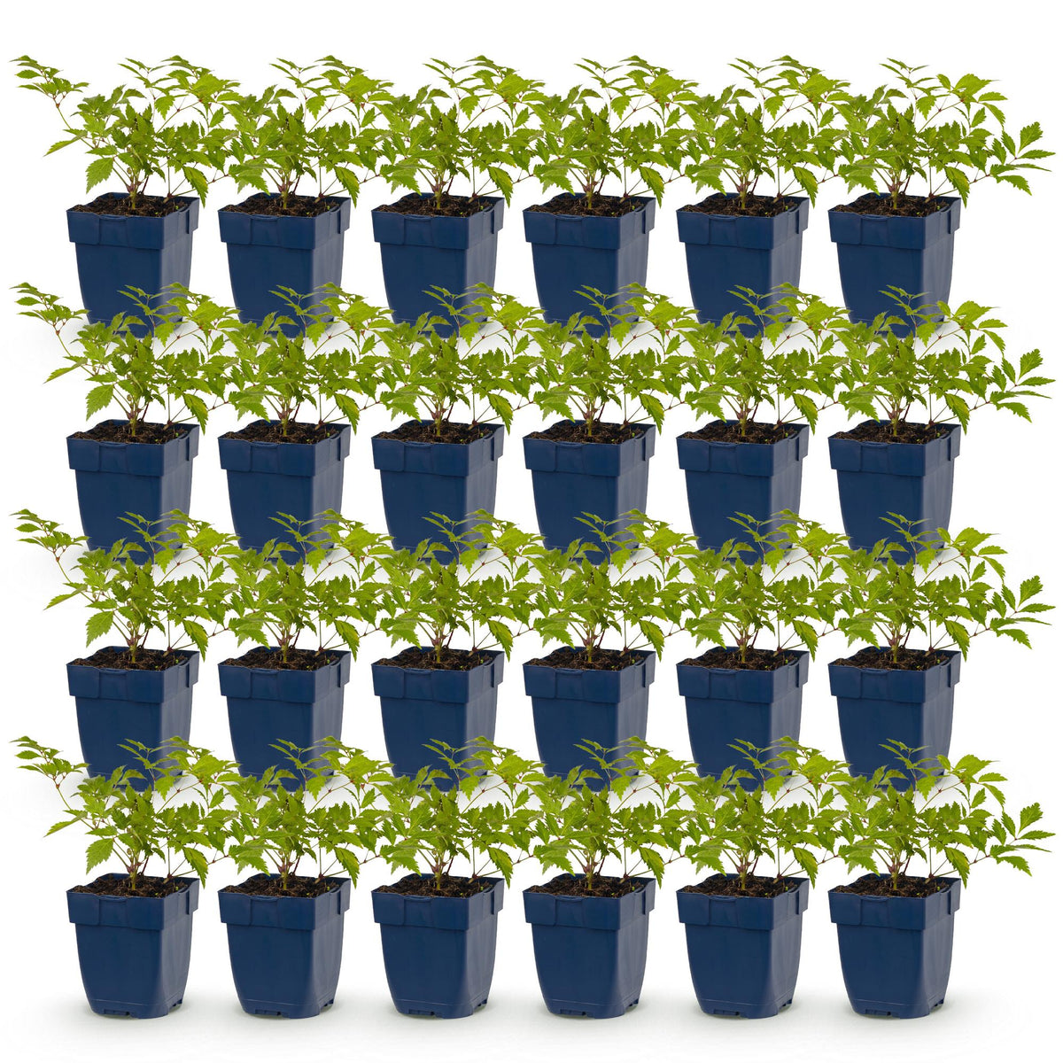 Green boutiQ - Vasteplant - Astilbe (J) Deutschland - Pluimspirea - Schaduw - Wit - 24 Planten - Pot 11cm - Hoogte 15-25cm