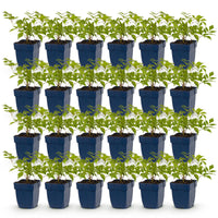 Green boutiQ - Vasteplant - Astilbe (J) Deutschland - Pluimspirea - Schaduw - Wit - 24 Planten - Pot 11cm - Hoogte 15-25cm