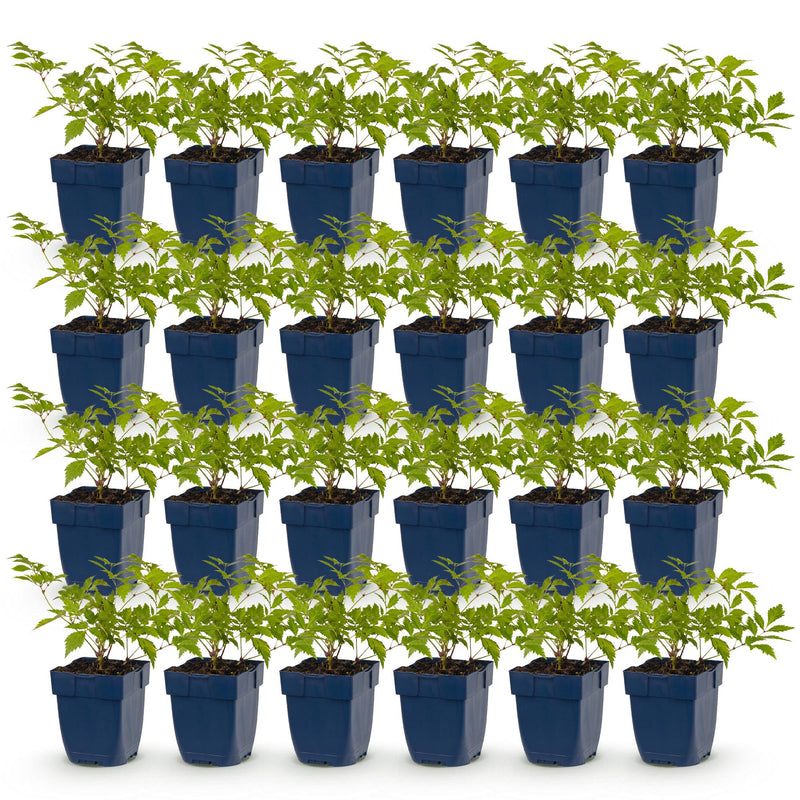 Green boutiQ - Vasteplant - Astilbe (J) Deutschland - Pluimspirea - Schaduw - Wit - 24 Planten - Pot 11cm - Hoogte 15-25cm