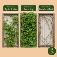 4x Parthenocissus quin. 'Engelmannii' - Engelmann ivy - Yellow - Green - Climber - Ø9cm - ↕35cm
