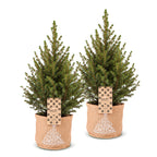 2x Picea glauca Conica - Dwarf Alberta Spruce - Green - Christmas tree - incl. jute bag - Ø17cm - ↕65cm