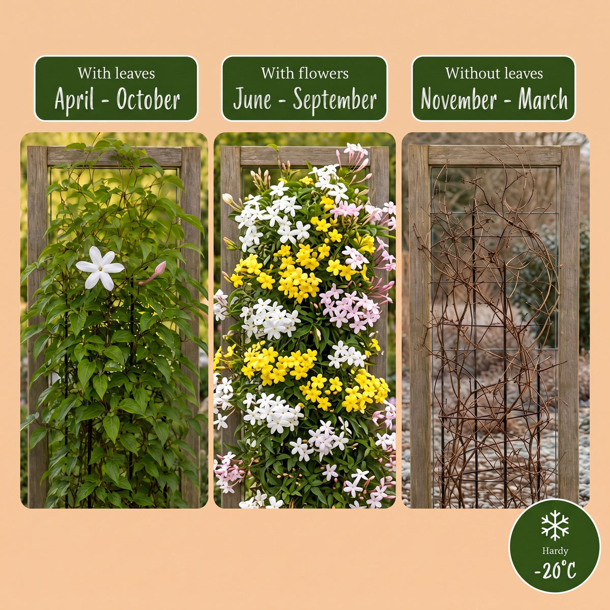 9x Jasminum Tricolour - Tricolour jasmine - Yellow - White - Pink - Climber - Ø9cm - ↕35cm