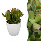 6x Crassula Ovata - Jade plant - Green - Succulent/cactus - incl. witte pot - Ø12cm