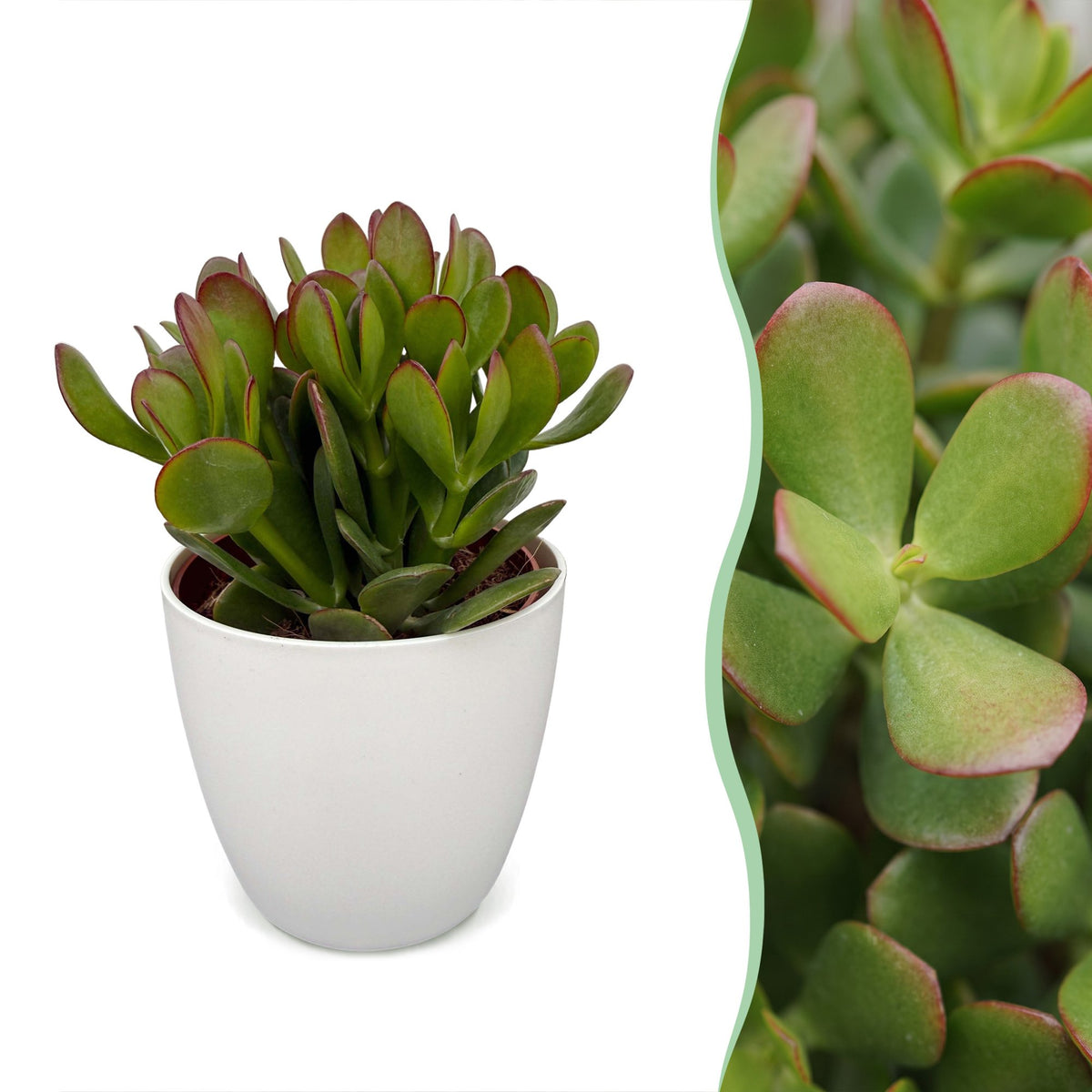 6x Crassula Ovata - Jade plant - Green - Succulent/cactus - incl. witte pot - Ø12cm
