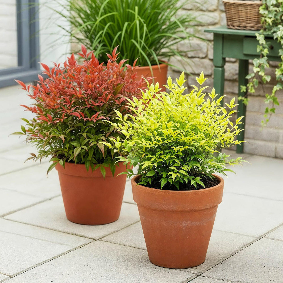 Green boutiQ - Gartenpflanze - Nandina Duo - Gelb & Rot - 2 Pflanzen - Immergrün - Pflegeleicht - Topf 17cm Höhe 45cm