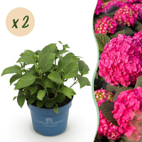 Green boutiQ - Tuinplant - Hydrangea Endles Summer Summer Love Red - Hortensia - Winterhard - Rood - 2 Planten - Pot 14cm - Hoogte 20-25cm