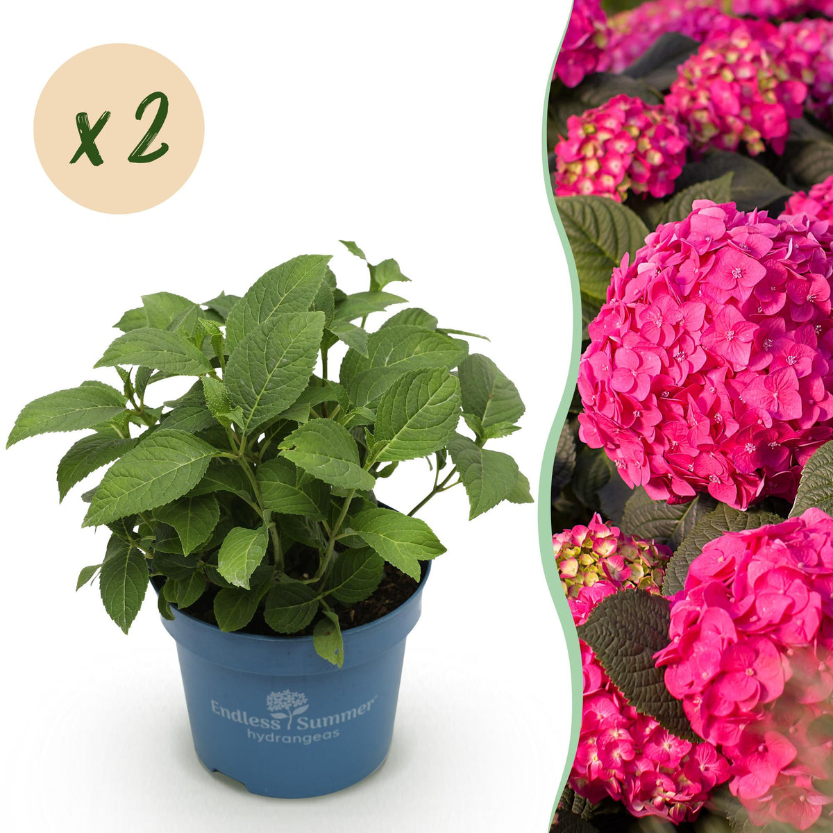 Green boutiQ - Plante de jardin - Hydrangea Endless Summer Summer Love Red - Hortensia - Rustique - Rouge - 2 plantes - Pot 14 cm - Hauteur 20-25 cm