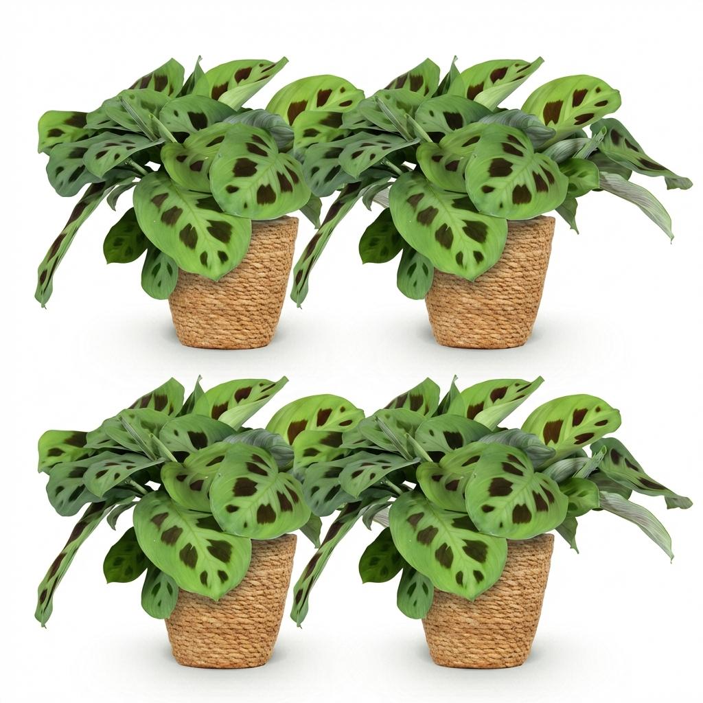 Green boutiQ - Zimmerpflanze - Maranta Fascinator Kerchoveana - Zebra-Pfeilwurz - Haustierfreundliche Pflanze - Grün - 4 Pflanzen - mit Korb - Topf 12 cm - Höhe 25 cm