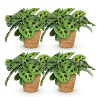 Green boutiQ - Kamerplant - Maranta Fascinator Kerchoveana - Zebraplant - Huisdiervriendelijke Plant - Groen - 4 Planten - met Mand - Pot 12cm - Hoogte 25cm