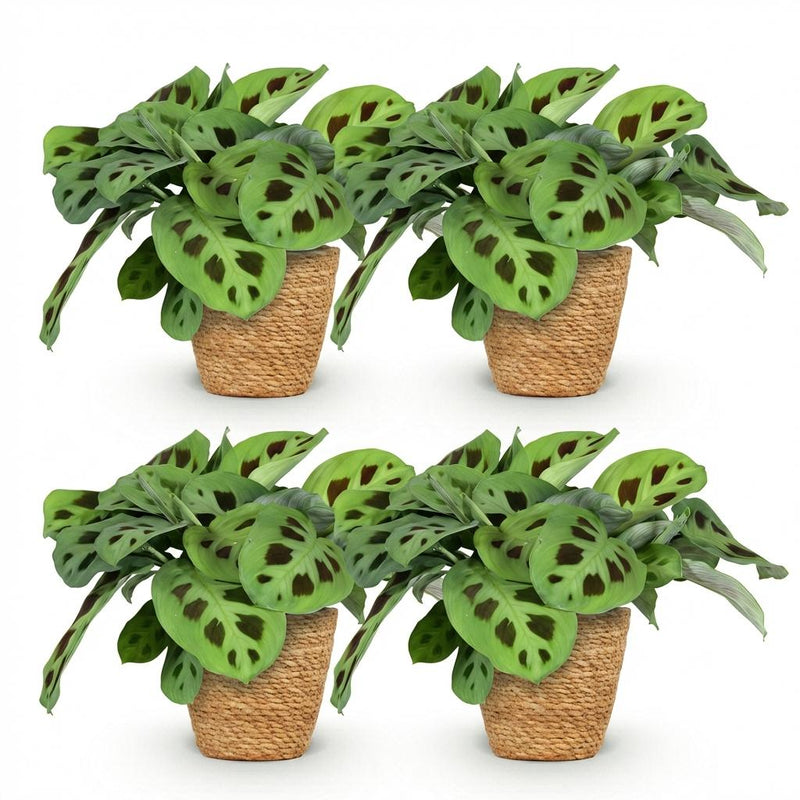 Green boutiQ - Kamerplant - Maranta Fascinator Kerchoveana - Zebraplant - Huisdiervriendelijke Plant - Groen - 4 Planten - met Mand - Pot 12cm - Hoogte 25cm