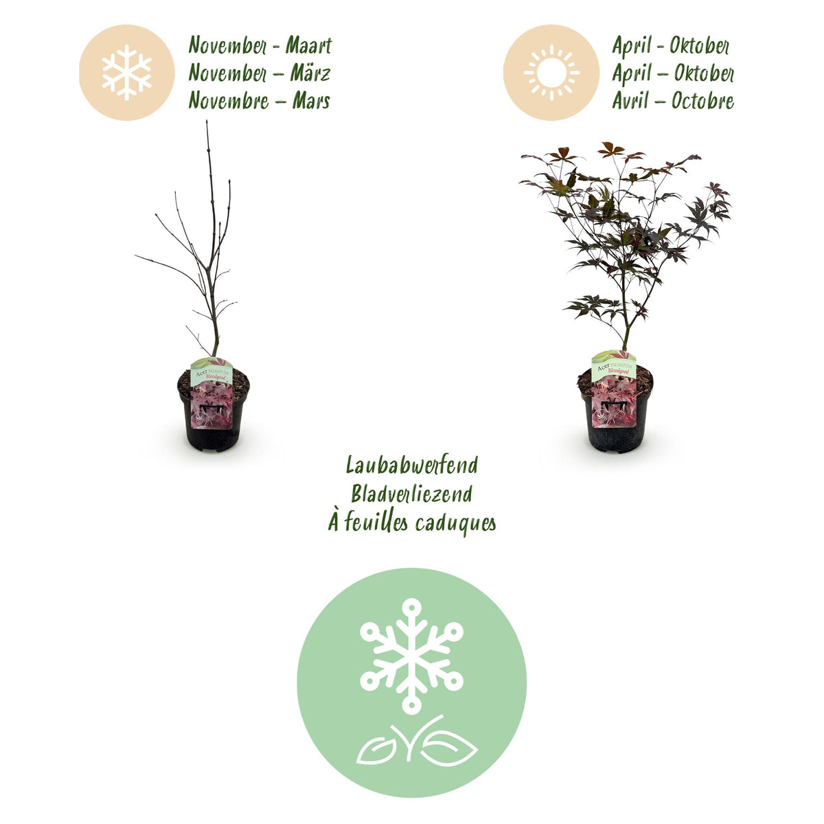 Green boutiQ - Plante de terrasse - Érable du Japon - Acer palmatum Bloodgood - Rouge - 1 plante - Caduc - Pot 19cm Hauteur 70cm