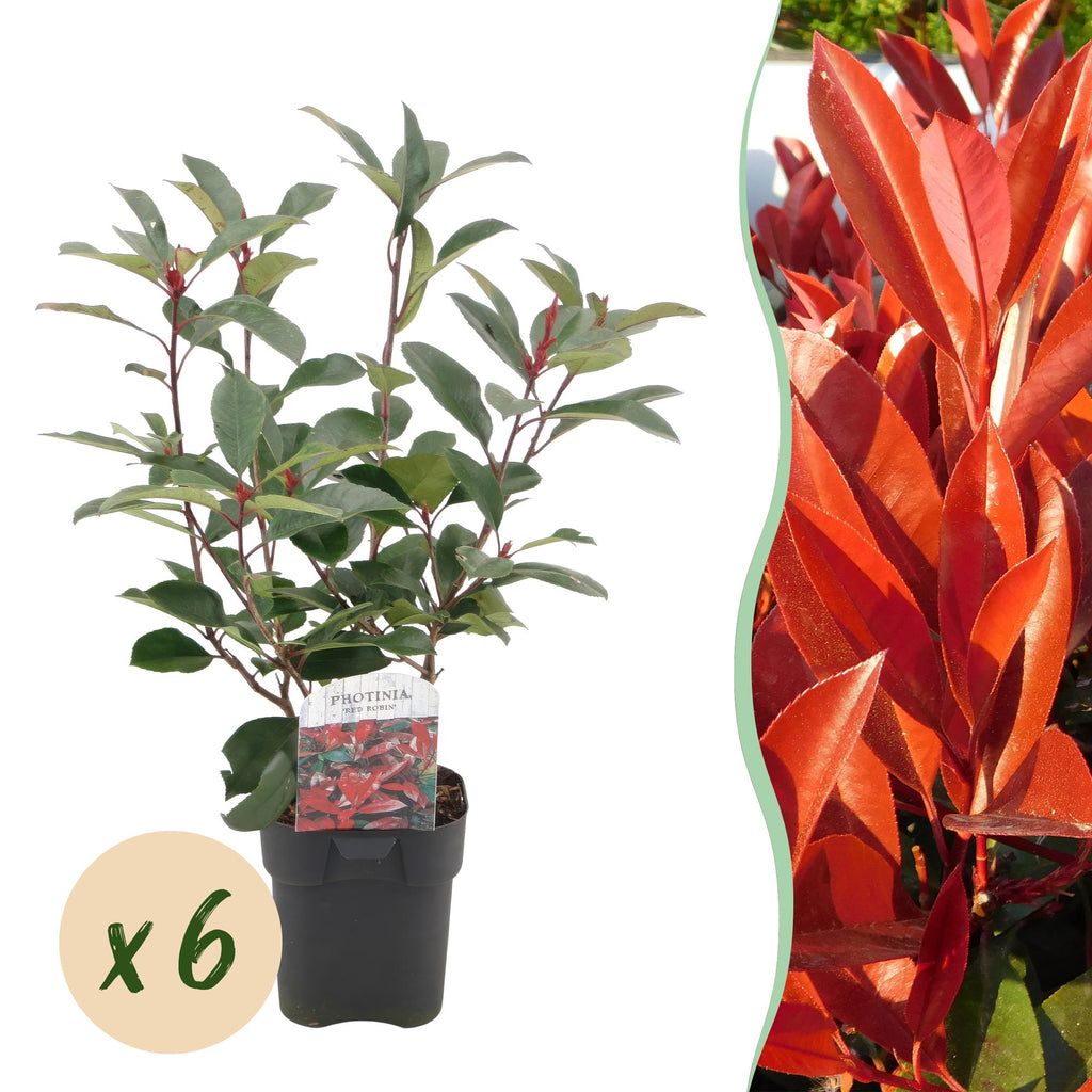 Green boutiQ - Haies - Photinia fraseri Red Robin - vert rouge - 6 plantes - 1 mètre linéaire - persistant - pot 17 cm hauteur 50 cm