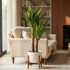 Green boutiQ - Zimmerpflanze - Riesen-Palmlilie - Yucca Elephantipes - Grün - Pflegeleicht - 1 Pflanze - mit Topf Grau - Topf 21cm - Höhe 80 - 90cm