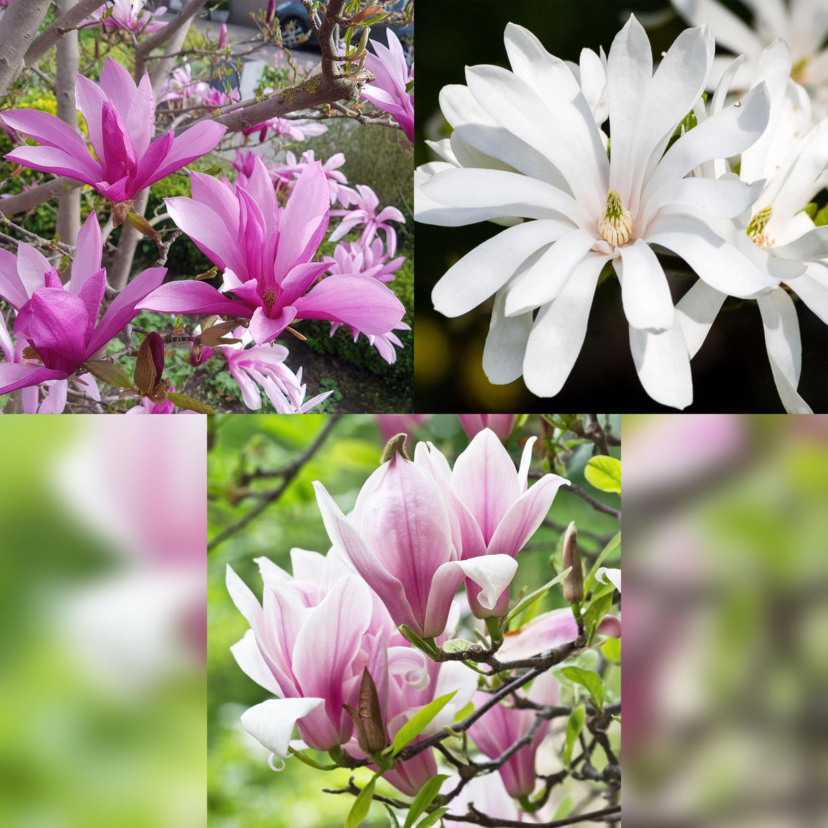 Green boutiQ - Gartenpflanze - Magnolia Tricolour - Blüte Weiß-Rosa-Lila - 3 Pflanzen - Laubabwerfend - Pflegeleicht - Topf 12cm Höhe 30cm