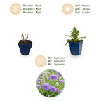 Green boutiQ - Stauden - Scabiosa col. Butterfly Blue - Tauben-Skabiose - Bienen- und Schmetterlingsmagnet - Violett - 12 Pflanzen - Topf 11cm - Höhe 15-25cm