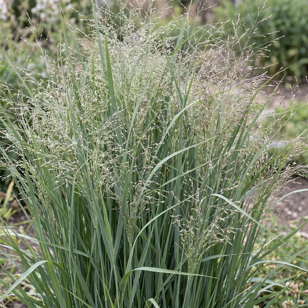 Green boutiQ - Graminées - Panicum virg. Heavy Metal - Panic érigé - Avec plumeau - Bleu - 1 plante - Pot 11 cm - Hauteur 15-25 cm