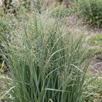 Green boutiQ - Graminées - Panicum virg. Heavy Metal - Panic érigé - Avec plumeau - Bleu - 1 plante - Pot 11 cm - Hauteur 15-25 cm