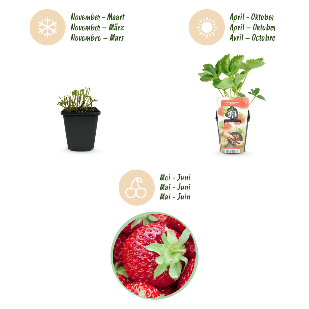 Green boutiQ - Plants fruitiers - Fraisier - Fragaria Elvira - Rustique - 6 plantes - Pot 9 cm - Fraise rouge