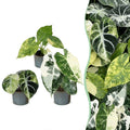 3x Baby Alocasia Tricolour Variegata - Green - Black - Variegata - Tropical - incl. Linnea Misty Blue - Ø6cm - ↕5-15cm