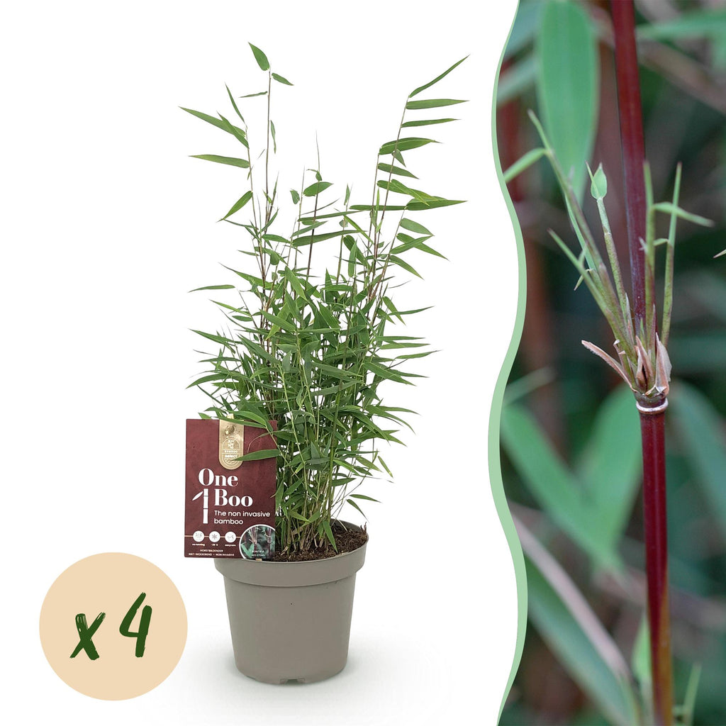 Green boutiQ - Bambou - Fargesia Red Dragon - Vert - 4 Plantes - Persistant - Non traçant - Pot 14cm Hauteur 35cm
