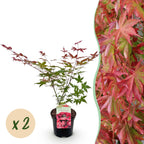 Green boutiQ - Plante de terrasse - Érable du Japon - Acer palmatum Beni Maiko - Rouge - 2 plantes - Caduc - Pot 19cm Hauteur 70cm