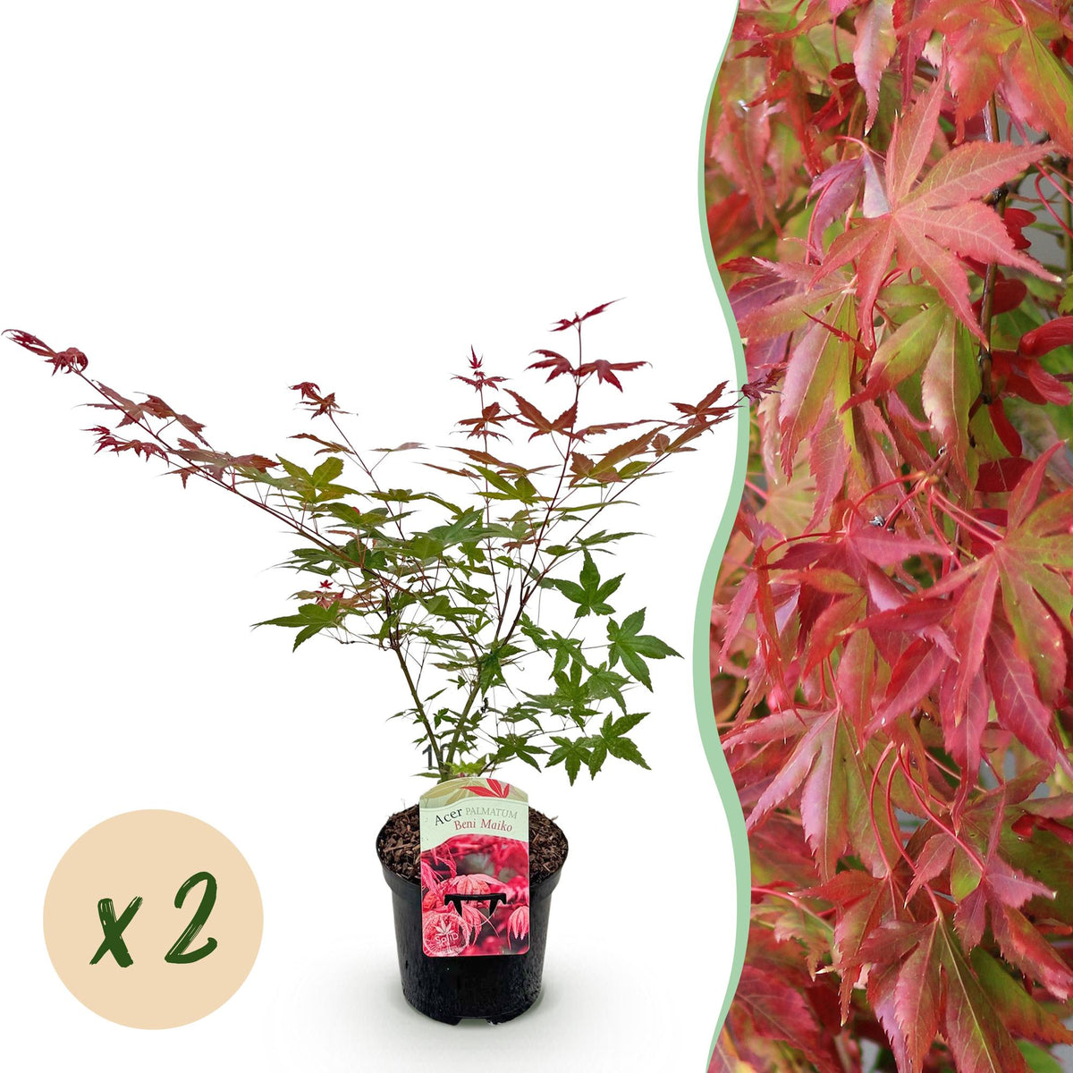 Green boutiQ - Plante de terrasse - Érable du Japon - Acer palmatum Beni Maiko - Rouge - 2 plantes - Caduc - Pot 19cm Hauteur 70cm