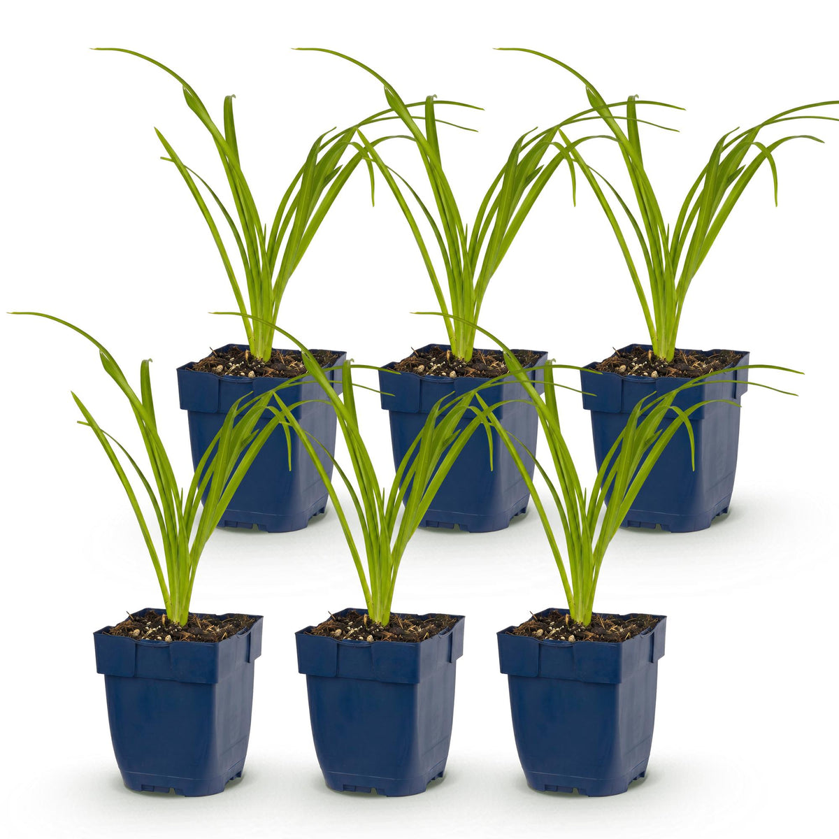 Green boutiQ - Stauden - Hemerocallis Arctic Snow - Taglilie - Bienen- und Schmetterlingsmagnet - Creme - 6 Pflanzen - Topf 11cm - Höhe 15-25cm