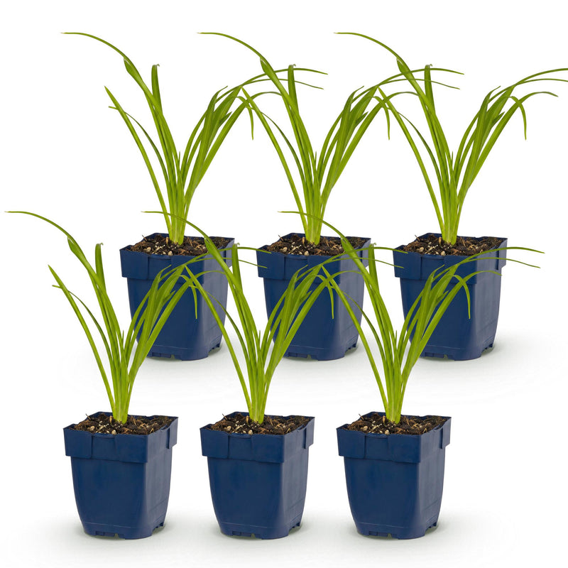 Green boutiQ - Vasteplant - Hemerocallis Arctic Snow - Daglelie - Bijen en Vlinderlokkers - Creme - 6 Planten - Pot 11cm - Hoogte 15-25cm