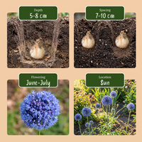 320x Allium Caeruleum - Blauwe sieralui - Blauw - Zomerbloeier - Bolmaat 4/5