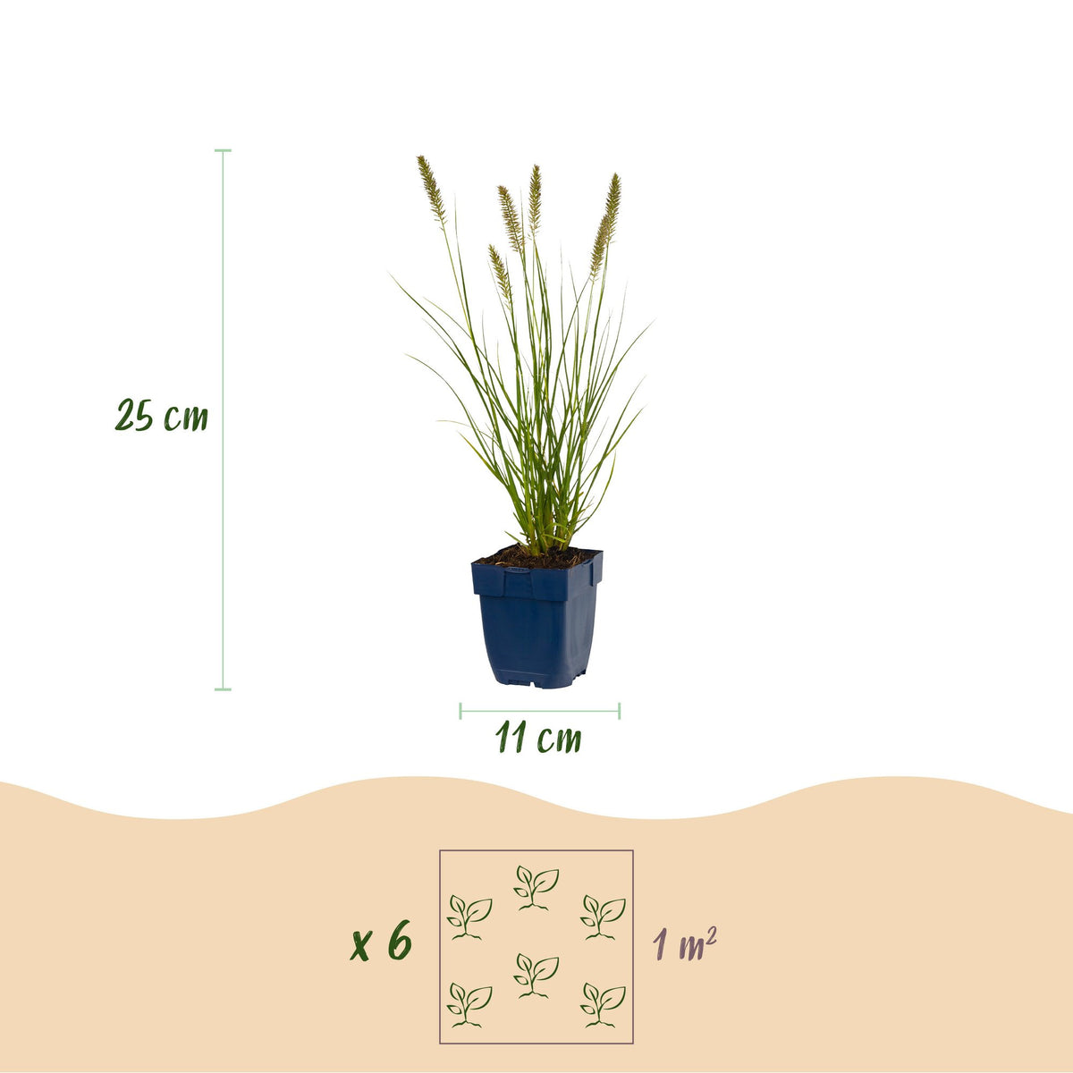 Green boutiQ - Grasses - Pennisetum alop. Hameln - Fountain Grass - With Plume - Green - 12 Plants - Pot 11cm - Height 15-25cm