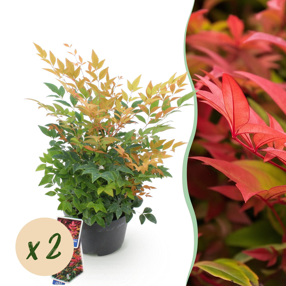 Green boutiQ - Plante de jardin - Nandina Gulfstream - Orange - 2 plantes - Persistant - Peu d'entretien - Pot 17cm Hauteur 45cm