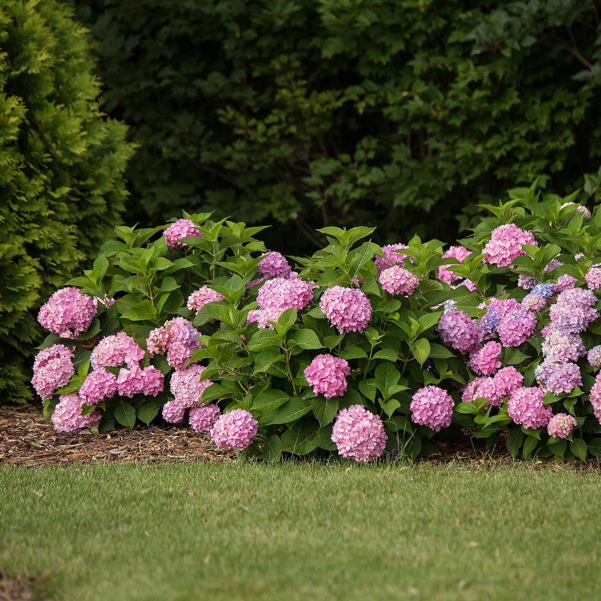 Green boutiQ - Plante de jardin - Hydrangea Endless Summer The Original Pink - Hortensia - Rustique - Rose - 4 plantes - Pot 14 cm - Hauteur 20-25 cm