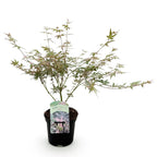 Green boutiQ - Plante de terrasse - Érable japonais - Acer palmatum Iyoshi - Rose - 1 plante - Caduc - Pot 19 cm, hauteur 70 cm