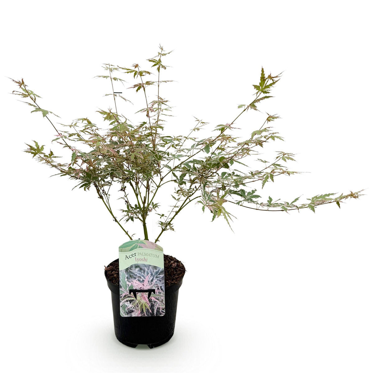 Green boutiQ - Plante de terrasse - Érable japonais - Acer palmatum Iyoshi - Rose - 1 plante - Caduc - Pot 19 cm, hauteur 70 cm