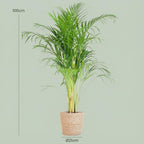 Green boutiQ - Plante d'intérieur - Palmier doré - Dypsis Lutescens Areca - Vert - Peu d'entretien - 1 Plante - avec Panier - Pot 21cm - Hauteur 90 - 100cm