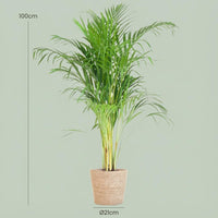 Green boutiQ - Kamerplant - Goudpalm - Dypsis Lutescens Areca - Groen - Weinig onderhoud - 1 Plant - met Mand - Pot 21cm - Hoogte 90 - 100cm
