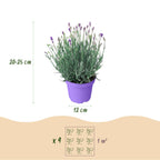 Green boutiQ - Plante de jardin - Lavandula angustifolia Munstead - Lavande - Rustique - Violet - 9 Plantes - Pot 12cm - Hauteur 15-25cm