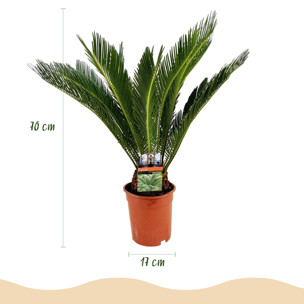Green boutiQ - Zimmerpflanze - Cycas revoluta - Palmfarn - Pflegeleicht - Grün - 2 - Topf 17cm - Höhe 55-65cm