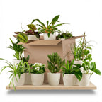 Green boutiQ - Plante d'intérieur - Box surprise verte - Entretien facile - 12 plantes - avec cache-pot blanc - Pot 10,5 - 12 cm - Hauteur 15 - 45 cm
