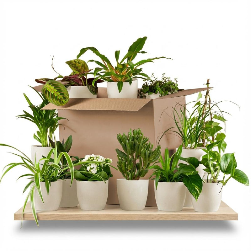 Green boutiQ - Kamerplant - Groene Verrassingsbox - Weinig onderhoud - 12 Planten - met Potter Wit- Pot 10,5 - 12cm - Hoogte 15 - 45cm