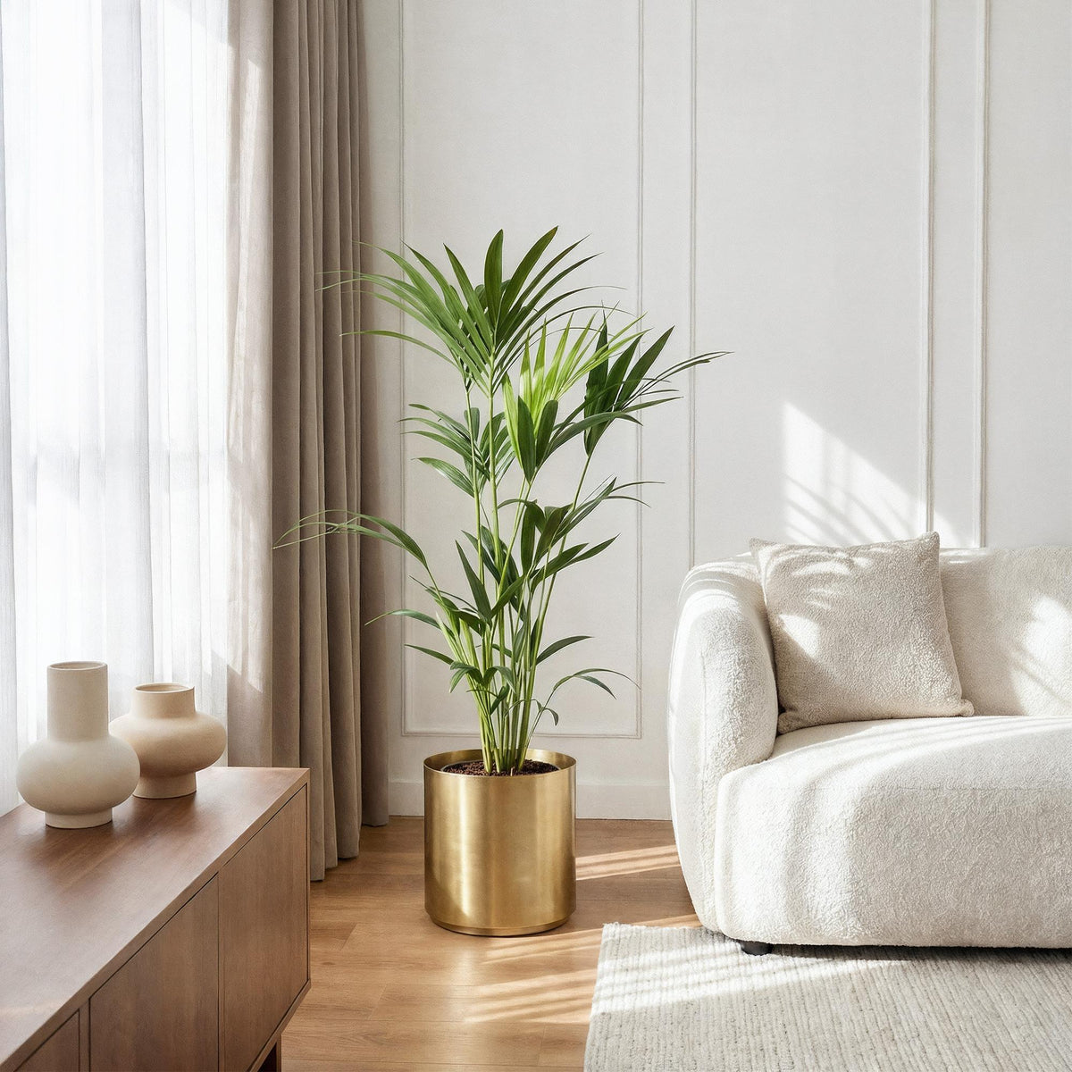 Green boutiQ - Zimmerpflanze - Howea Forsteriana - Kentia-Palme - Pflegeleicht - Grün - 2 Pflanzen - Topf 21cm - Höhe 120-130cm