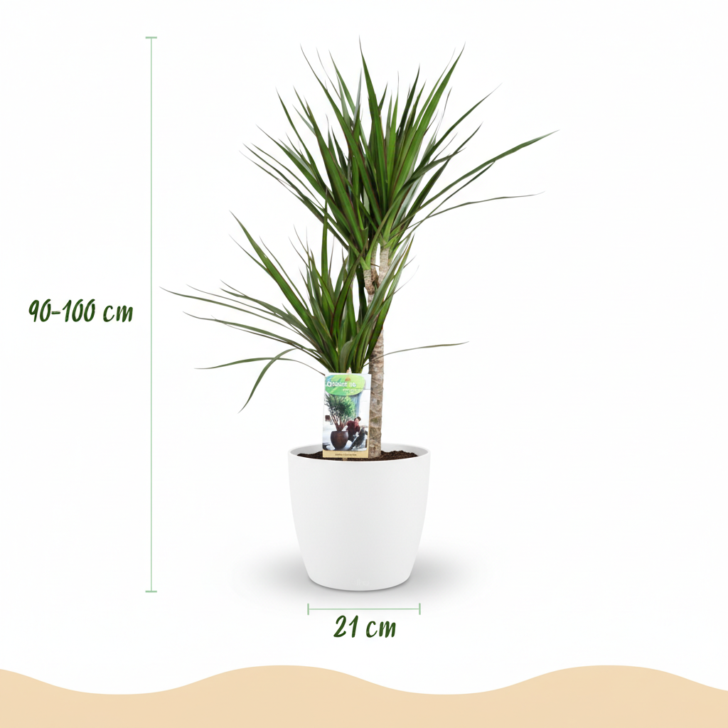 Green boutiQ - Plante d'intérieur - Dragonnier - Dracaena Marginata - Vert - Entretien facile - 1 Plante - avec Pot Blanc - Pot 21cm - Hauteur 90 - 100cm