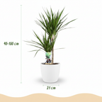 Green boutiQ - Plante d'intérieur - Dragonnier - Dracaena Marginata - Vert - Entretien facile - 1 Plante - avec Pot Blanc - Pot 21cm - Hauteur 90 - 100cm