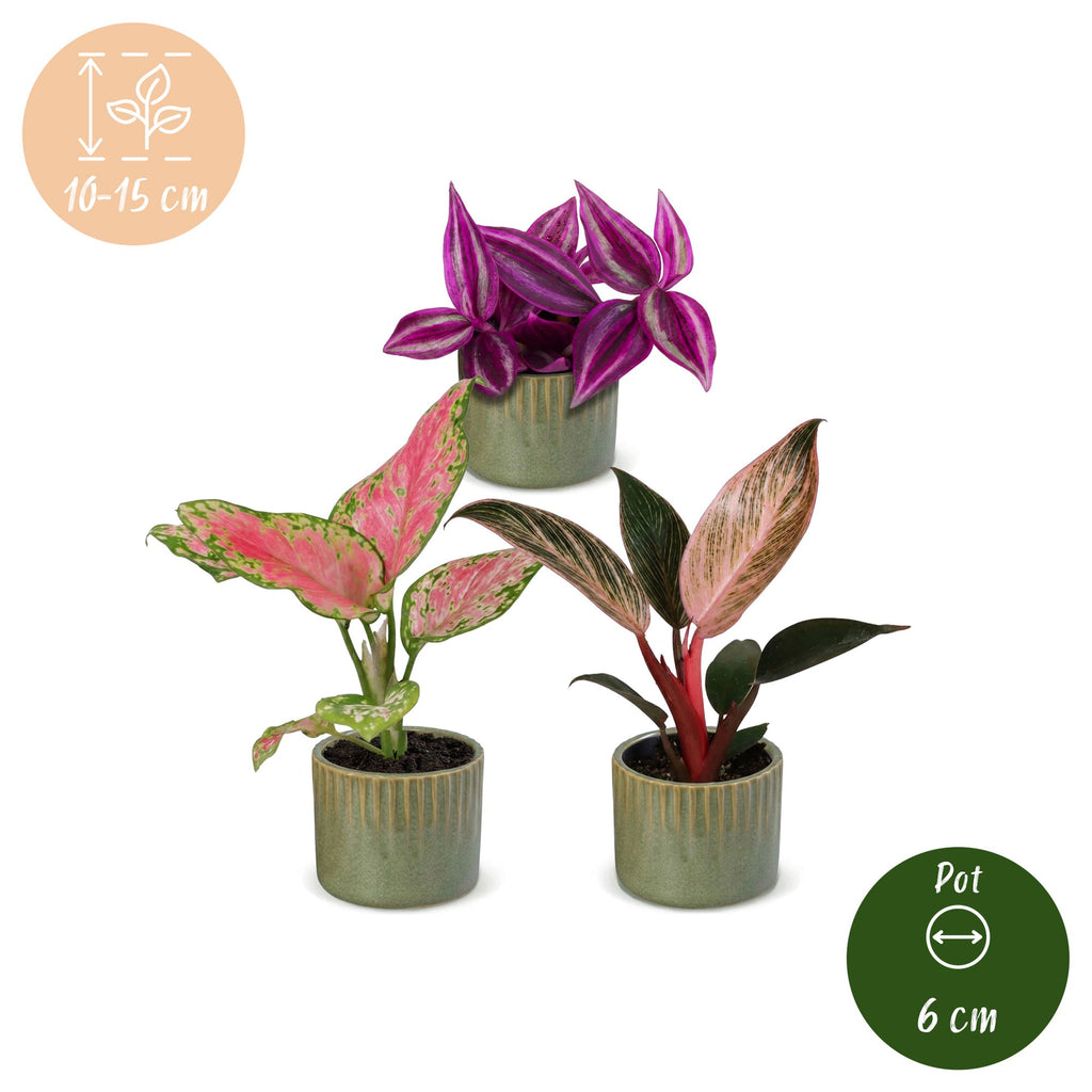 3x Baby Paradise Mix - Various colours - Tropical - incl. Linnea Olive - Ø6cm - ↕10-15cm