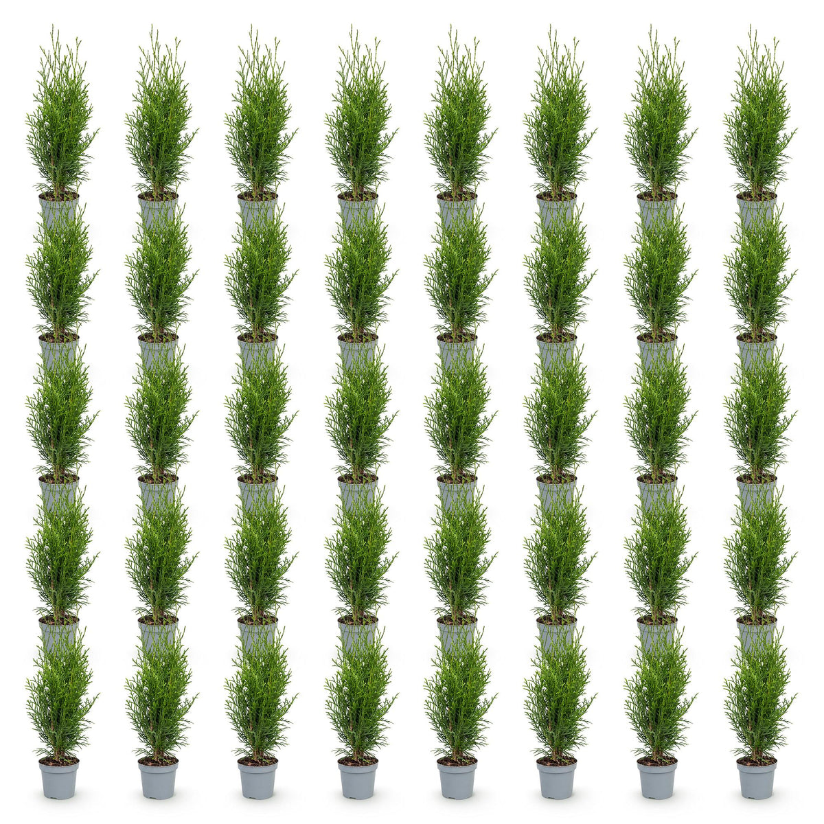 Green boutiQ - 40x Thuja occidentalis Smaragd - Levensboom - Haagplanten - Groenblijvend - Groen - Pot 9cm - Hoogte 20-30cm