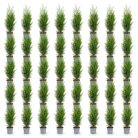 Green boutiQ - 40x Thuja occidentalis Smaragd - Levensboom - Haagplanten - Groenblijvend - Groen - Pot 9cm - Hoogte 20-30cm