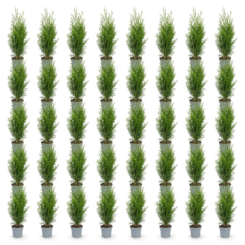 Green boutiQ - 40x Thuja occidentalis Smaragd - Levensboom - Haagplanten - Groenblijvend - Groen - Pot 9cm - Hoogte 20-30cm