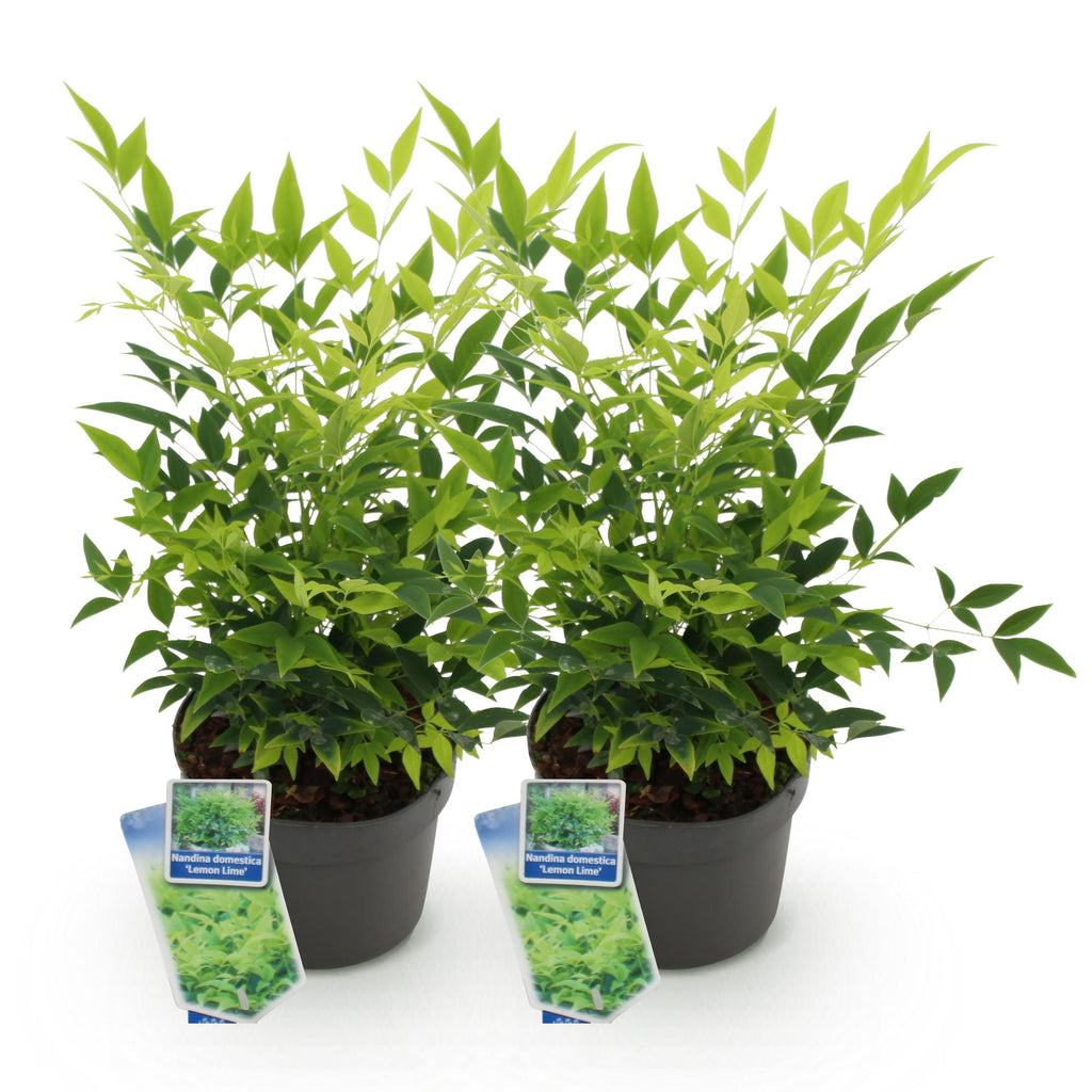 Green boutiQ - Plante de jardin - Nandina Lemon & Lime - Jaune - 2 plantes - Persistant - Peu d'entretien - Pot 17cm Hauteur 45cm