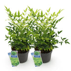 Green boutiQ - Plante de jardin - Nandina Lemon & Lime - Jaune - 2 plantes - Persistant - Peu d'entretien - Pot 17cm Hauteur 45cm