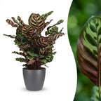 Green boutiQ - Plante d'intérieur - Plante paon - Calathea Makoyana - Vert - Entretien facile - 1 plante - avec pot gris - Pot 19cm - Hauteur 70cm